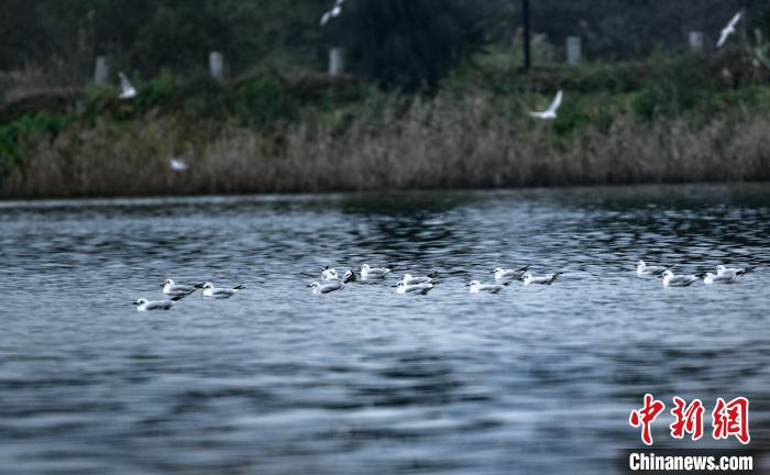 万只水鸟“做客”福建宁德东湖国家湿地公园