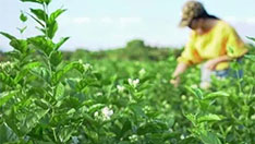 福州农商银行授信亿元支持茉莉花茶产业