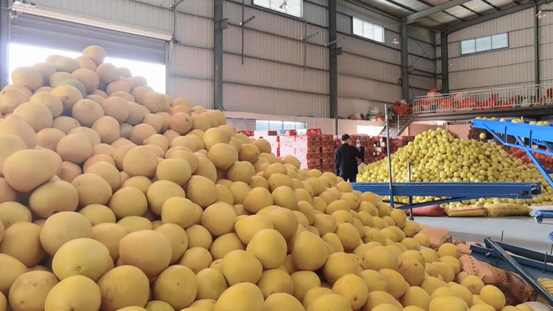 視頻丨閩東這個水果村“柚”見豐收