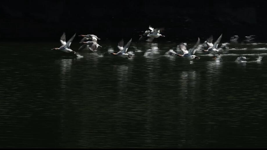 &ldquo;水中大熊猫&rdquo;中华秋沙鸭飞抵福州越冬