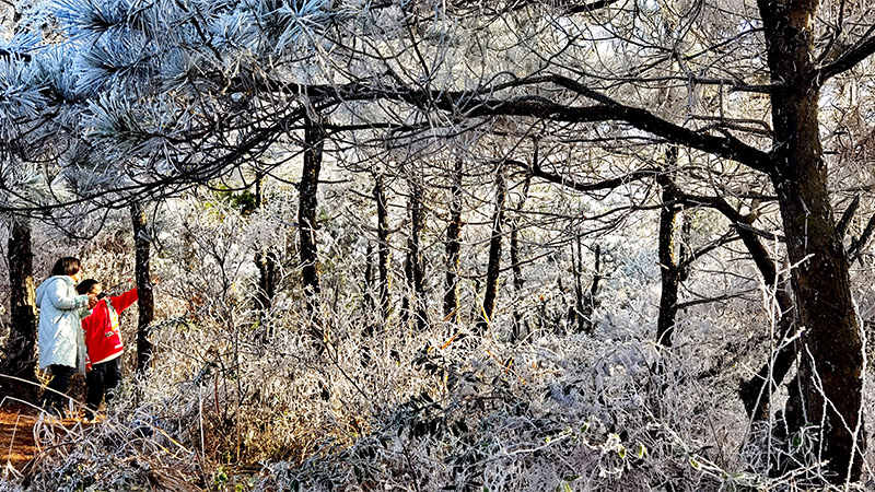 雾凇冰挂，福建寿宁喊你来赏冬