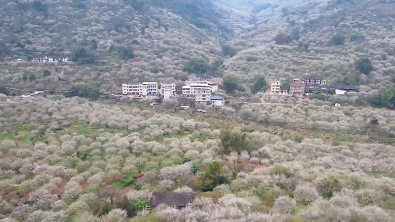 小寒时节花信至 梅开如海醉游人