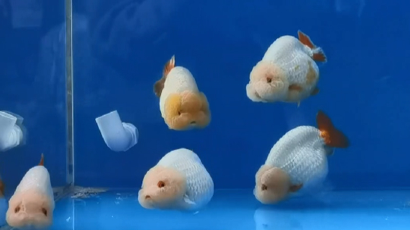 视频丨这么多种福州金鱼，你都认识吗