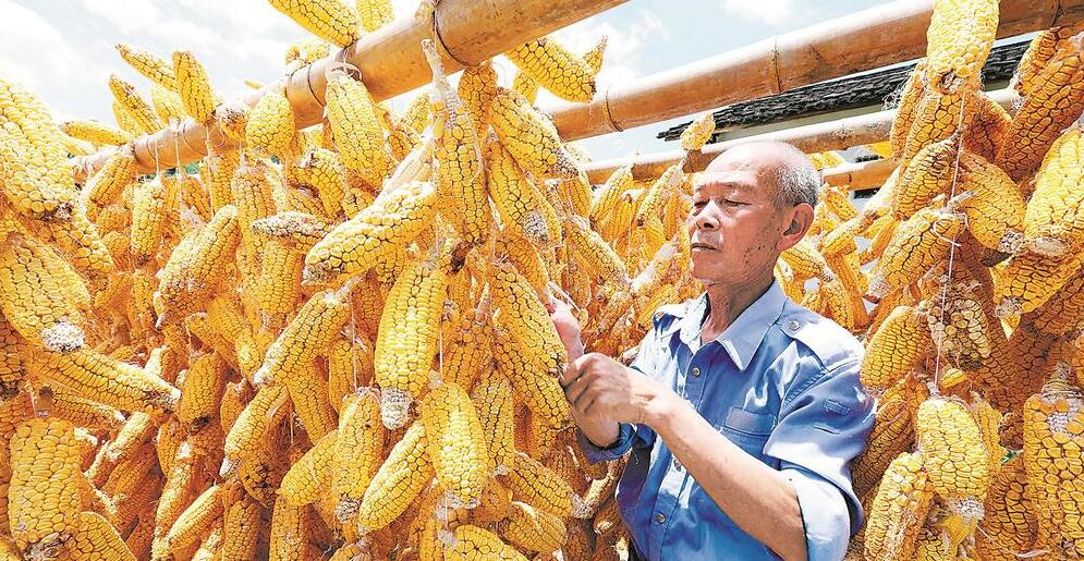 南靖县梅林镇3000多亩玉米迎来采收期