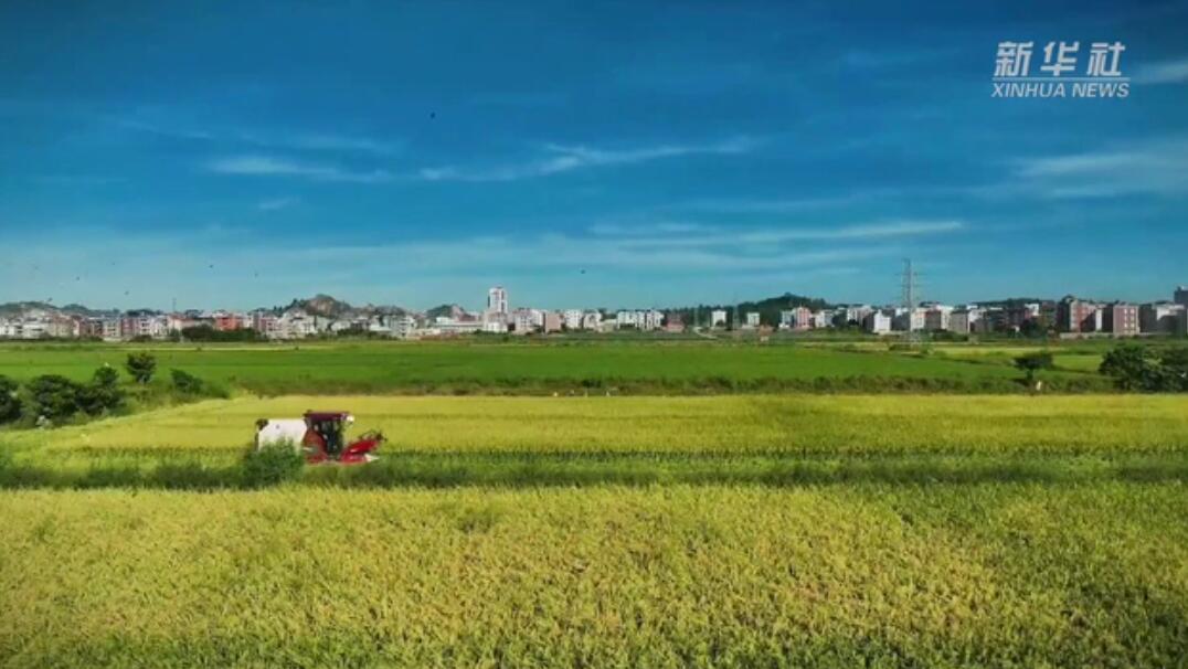 福建福清：千亩水稻丰收 满田尽是“黄金甲”